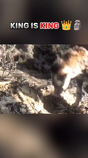 KING IS KING 👑🗿.... sigma male, sigma, troll face edit, troll face, sigma male traits, troll, sigma males, sigma male mindset, sigma meme, trolls 3, sigma edit, sigma man, troll edit . . . . . #sigma #sigmamale #troll #trollface #sigmaman #edit #reels #reelsinstagram #reelsviral #facebookviral | sigmaeditsx