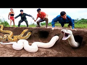 4 Brave Hunters Use High Tech Machine to Catch 2 Giant Python Burrow Dig Went Viral by Bare Hand