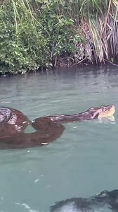 114K views · 300 reactions | Close-up view of a massive anaconda | Inspiring Life Moments | Facebook