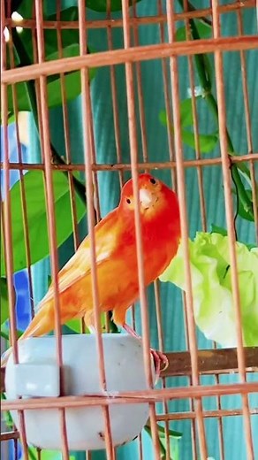 Beautiful Red Canary Bird Singing in Cage 🎶🐦#ytshorts #animals #canary
