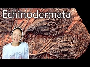 Echinoderms (Crinoids, Starfish, Sand Dollars, & More)- Invertebrate Paleontology | GEO GIRL