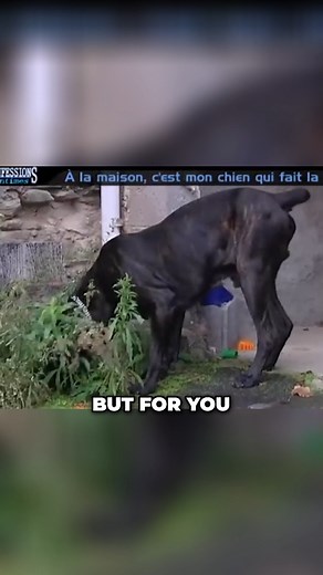 "My dog will never sleep on the floor ! What's wrong with you ?" | True Confessions