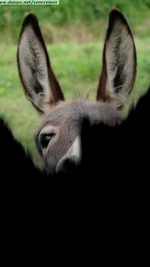 Close-Up of a Donkey's Features in a Green Field