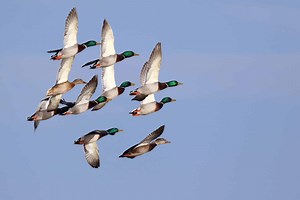 Duck Hunting Season in Washington State: Season Dates, Bag Limits, and More