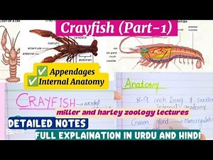 Crayfish|Appadages and Anatomy|BSc and MSc Zoology|Detailed Notes