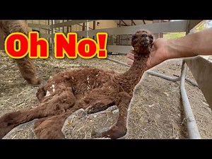 Our New Baby Alpaca is Struggling!