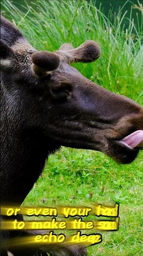 🦌 Moose Hunting Hack | Hunting Tips & Tricks