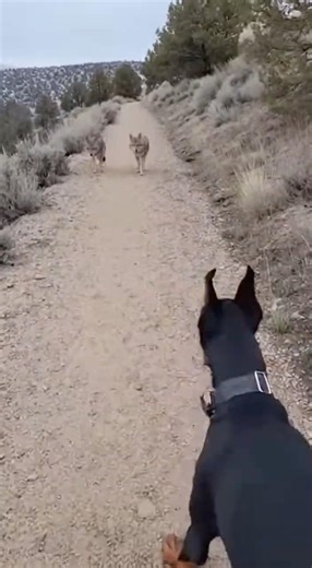 Doberman Scares Off Coyote Pack! 😱