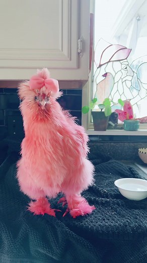 Pretty in Pink: The Adorable World of Silkie Chickens