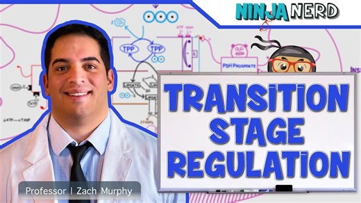 【中英双字 | Ninja Nerd】过渡阶段的调节（Regulation of the Transition Stage）