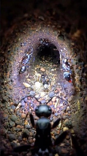 Black Garden Ant POV: Inside a Realistic Ant Colony | Micro Camera Simulation