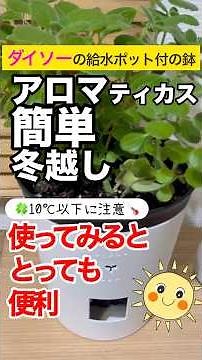 🌸アロマティカス【簡単冬越し】アロマティカスの動画も🌸ダイソー給水ポット付鉢でアロマティカスが元気！🎯10℃以下で枯れるアロマティカスも安心の冬越し術🪴冬になると、アロマティカスがぐったり🥺