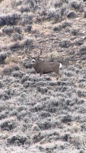 Big mule deer buck protecting his doe during the rut. Close to 200 inches. #muledeer