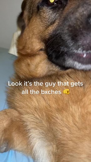 Adorable German Shepherd's Charming Expressions