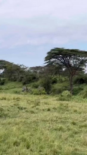 she is a wild cheetah not one living under protection in a sanctuary therefore raising and protecting cubs in the wild is incredibly tough for females. #cheetahs | The photographic world