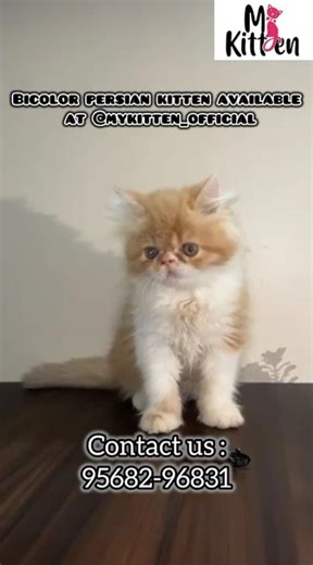 Persian Cattery Bicolor Kittens That Will Melt Your Heart at Mykitten