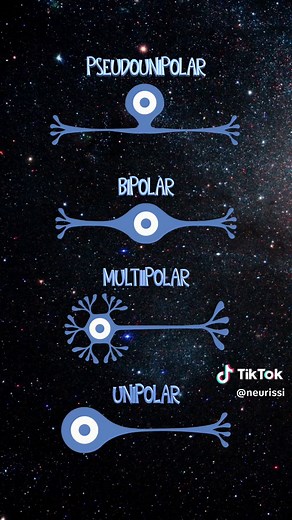 Conheça os Quatro Tipos de Neurônios do Sistema Nervoso