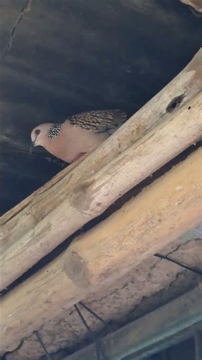 Sound of Dove 🕊 😍 #shorts #birdsounds #birds #birdsong #dove #dovesound #original