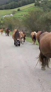 #stronghorses | Strong horses/ Caballos fuertes