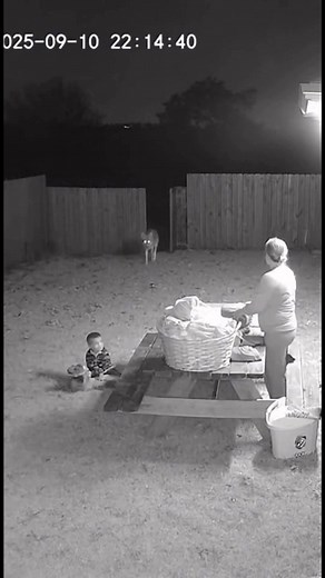 753K views · 980 reactions | Loyal dog saves child from coyote in real night vision CCTV  Brave moment caught on camera — pure instinct, pure hero. #HeroDog #CCTVFootage #NightVision #CaughtOnCamera #DogProtectsFamily #RealSecurityFootage #WildlifeEncounter #ViralCCTV #DogVsCoyote #RealLifeHero | Unexpected CCTV | Facebook