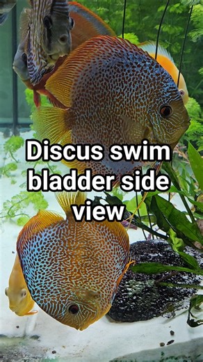Discus swim bladder side view