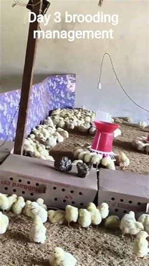 Day 3 brooding management of broiler chicks #chicken #chickenfarming