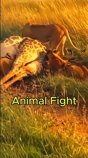 Tiger vs Giraffe – Rare Wildlife Battle Caught on Camera