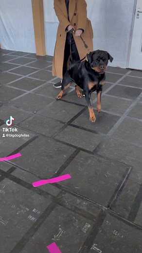 51K views · 413 reactions | Very aggressive/ reactive Rottweiler. #rottweiler #rottweilers #bigdog #reactivedog #aggressivedog #dog #dogs #dogtraining #DogTrainer | Big Dog Fellas | Facebook