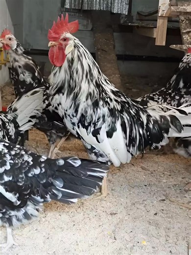 la race Leghorn Exchequer (ou Leghorn de l'Échiquier). Cette variété se distingue par son plumage bicolore noir et blanc caractéristique. | Chickens & Baby Chicks