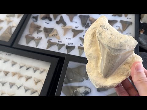 Venice Shark Tooth Festival 2025, Megalodon Teeth, Fossils, Great White Shark Tooth, Seashells