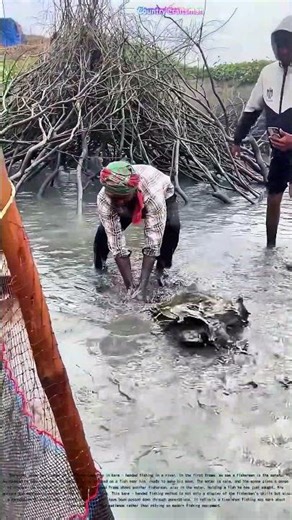Traditional Fishing: Skillful Fishermen Catching Fish Bare - handed in the River