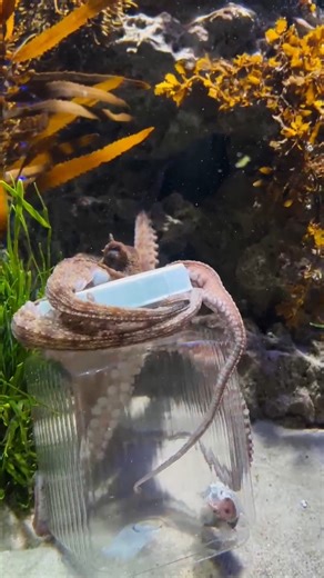 3.8K views · 57 reactions | Still celebrating World Octopus Day with Aquarist Taygan Roberts!  Taygan is giving us a behind-the-scenes look at how we keep our octopus engaged and curious through enrichment, from clever feeding puzzles to interactive toys (and a few of her personal faves)! Discover how we keep them happy, healthy, and mentally stimulated at the Two Oceans Aquarium.  #OctopusEnrichment #TwoOceansAquarium #WorldOctopusDay | Two Oceans Aquarium | Facebook