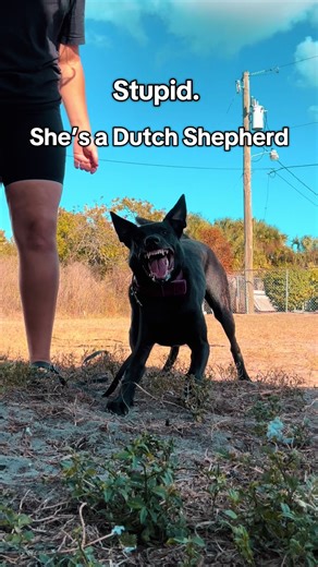 They do look similar! However the list of incorrect breeds people have guessed she is, is truly astronomical…😆 • #fyp #dog #dogs #dogsoftiktok