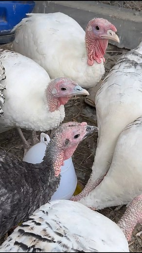 16K views · 260 reactions | Turkey Bird #farming #farmhouse #farmlife #pet | শখের খামার - Shokher Khamar | Facebook