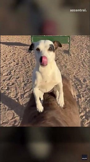 Puppy leaps on mini horse for a