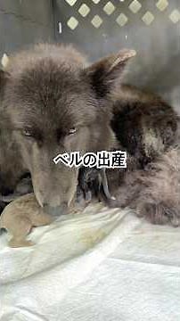 ベルが長い出産をして子犬が誕生しました【日本初】