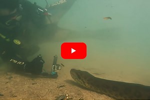 Divers Swim With 23-Foot Anaconda in Crystal Clear Waters of Brazil River