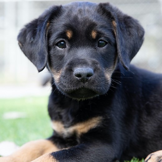 28K views · 2.4K reactions | Who's ready for a special pupdate?...