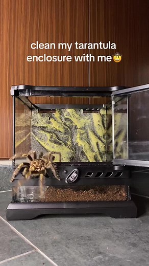 Cleaning My Tarantula's Enclosure: Exotic Pet Care Guide