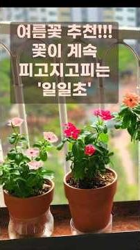 여름꽃 추천!!!꽃이 계속 피고지고피는 '일일초'