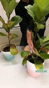 After a lot of requests, finally here is a fiddle leaf fig (FLF) propagation video 😊 There are 2 ways to propagate a FLF: 1) Tip cutting or branch cutting - cut the top of the main stalk, or tip of a branch, if your plant has branches. You don't want the cutting to have more than 1-2 leaves if they are large, or 3-4 if they are small. You don't have to remove the whole leaves, you could also cut them in half. This is what I would recommend for very large leaves. Why? Because you want the cuttin