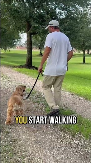 Dog Walking: What to Do When Your Dog Refuses to Walk