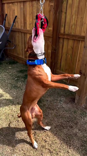 Pitbull apbt