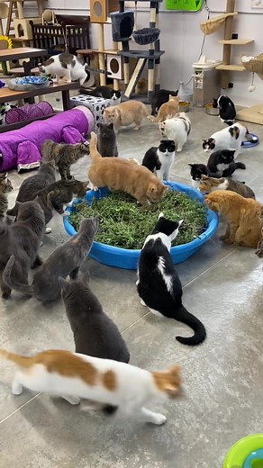 Catnip-filled Pool Fun for Cats at Furball Farm Cat Sanctuary