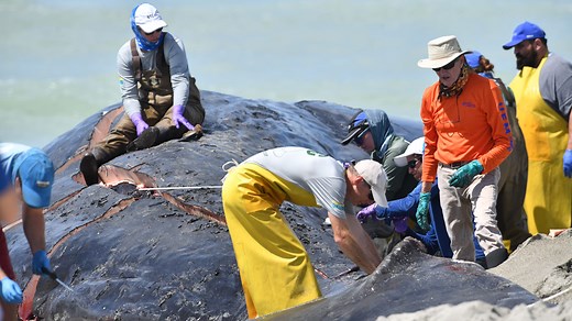 Sperm whale beached off Venice confirmed dead, officials to perform necropsy