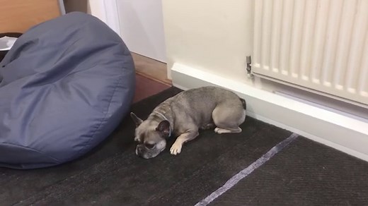 Do French Bulldogs Shed a Lot of Hair and What’s the Solution?