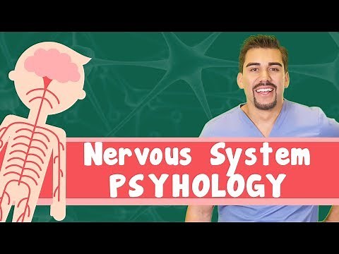 Nervous system physiology