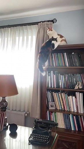 Incredible slow motion of cat leaping and nailing the other cat