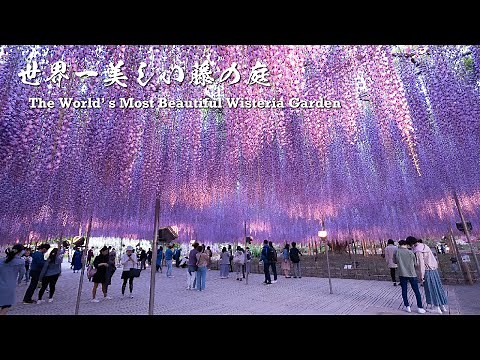The World's Most Beautiful Wisteria Garden【Ashikaga Flower Park 2021】 | 4K