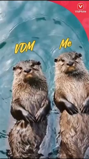 May day is going cool with VDM, and yours??😃 Install VidMate app, Enjoy the best video entertainment platform experience. #brandpost #vidmate #vidmateapp #vidmatebrand vidmatefamily | VidMate